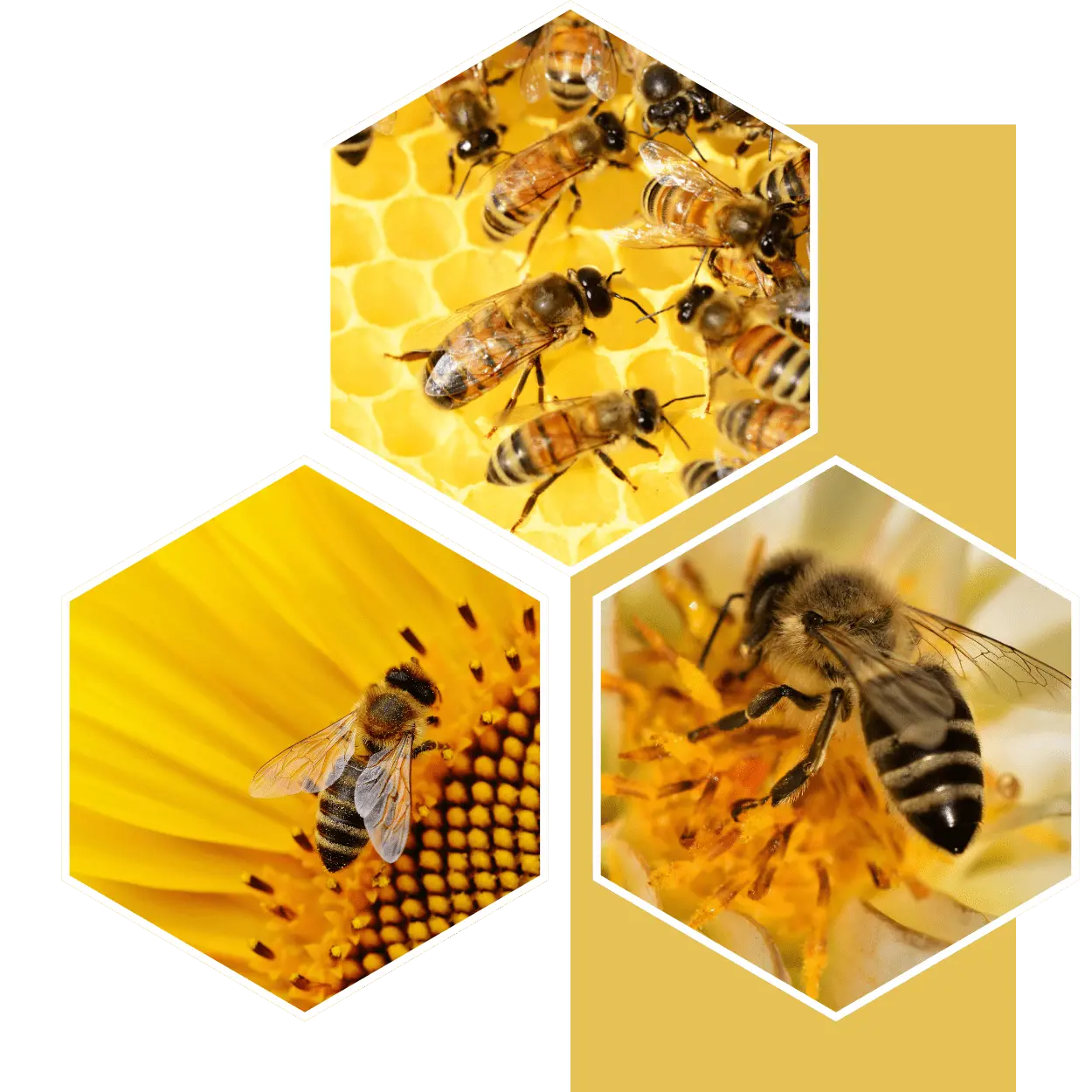 TELJESEN KÁRMENTES - Méhbarát